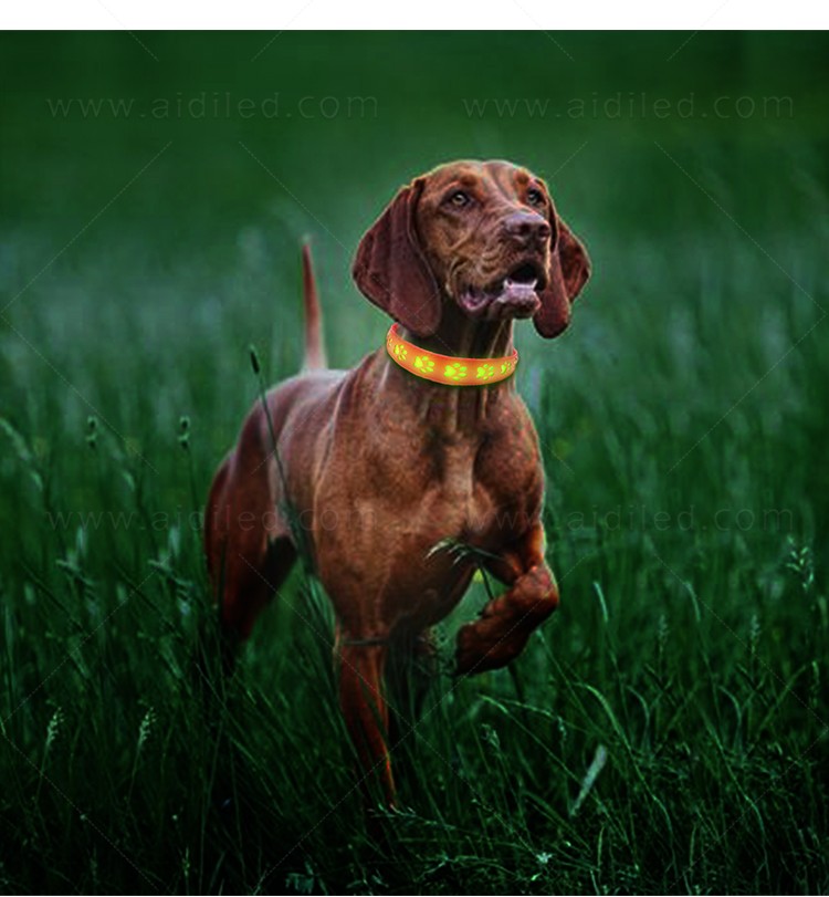 AIDI-Best Waterproof Lighted Dog Collars Wholesale Pet Dog Led Collar-8
