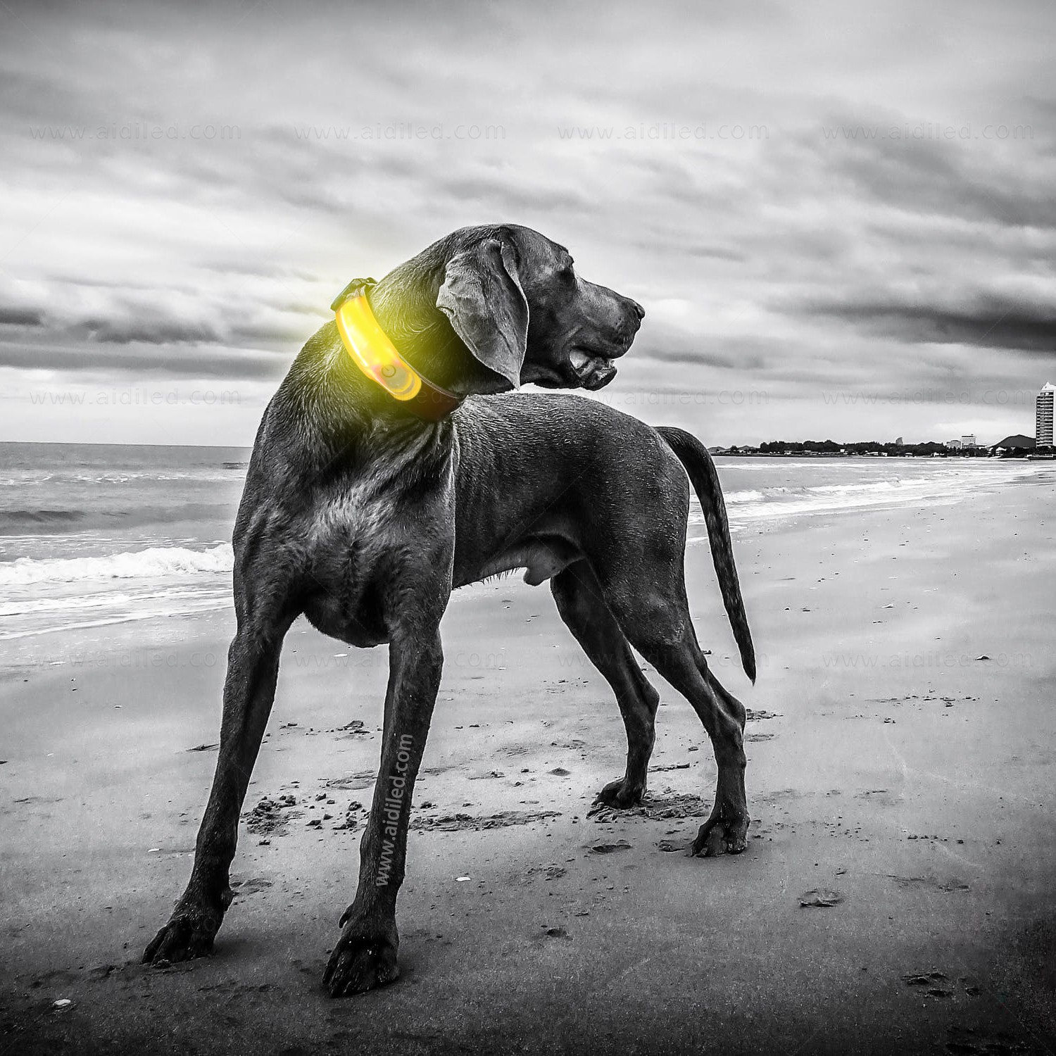 AIDI-Professional Pet Collar Accessories Dog Collar Safety Light