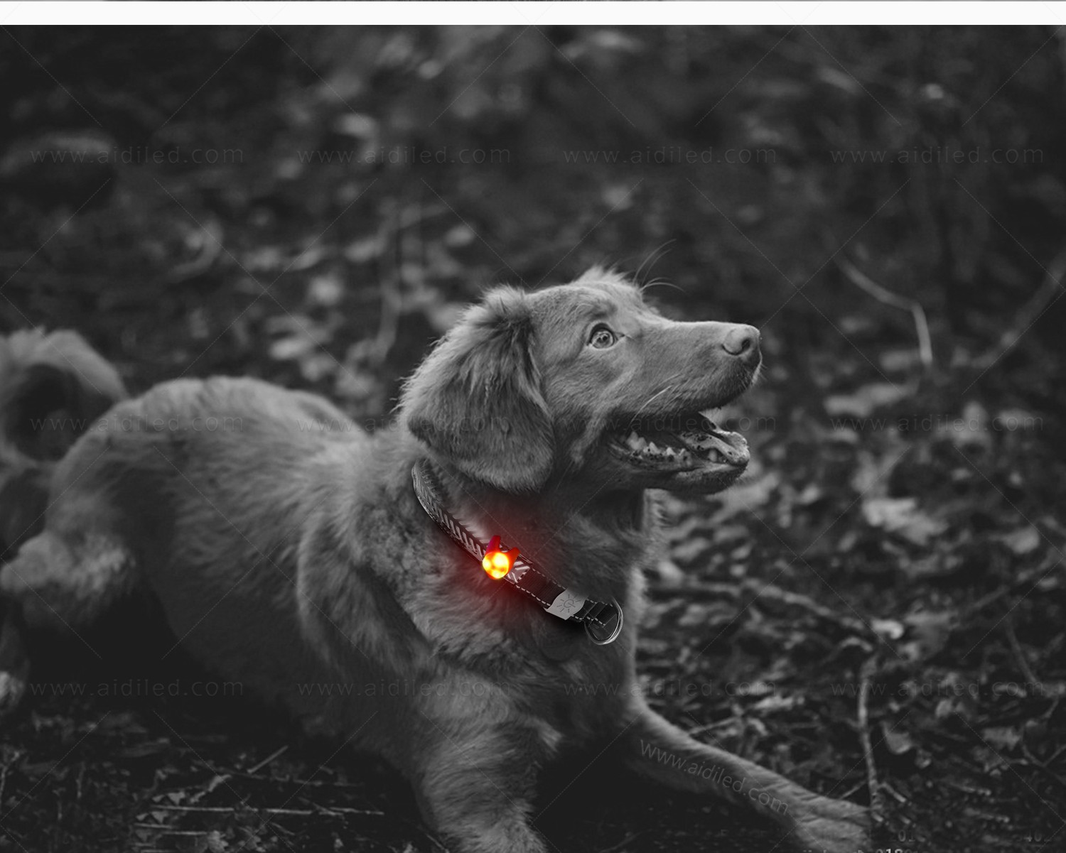 AIDI-Professional Dog Collars And Accessories Flashing Dog Collar-5